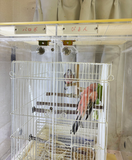 アキクサインコのアクリルケース