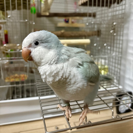 オキナインコ