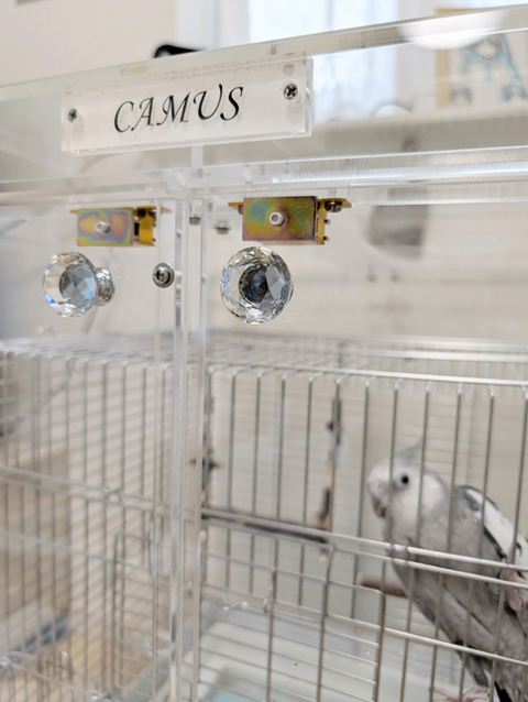 アクリルケース内のオカメインコ