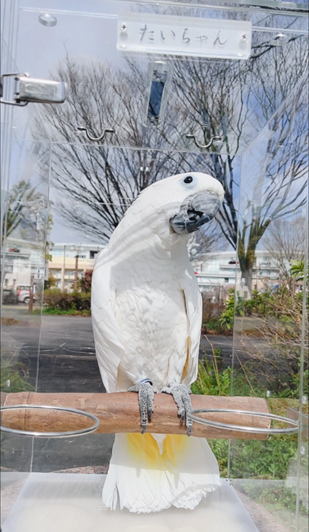 アクリルケースで日向ぼっこするタイハクオウム